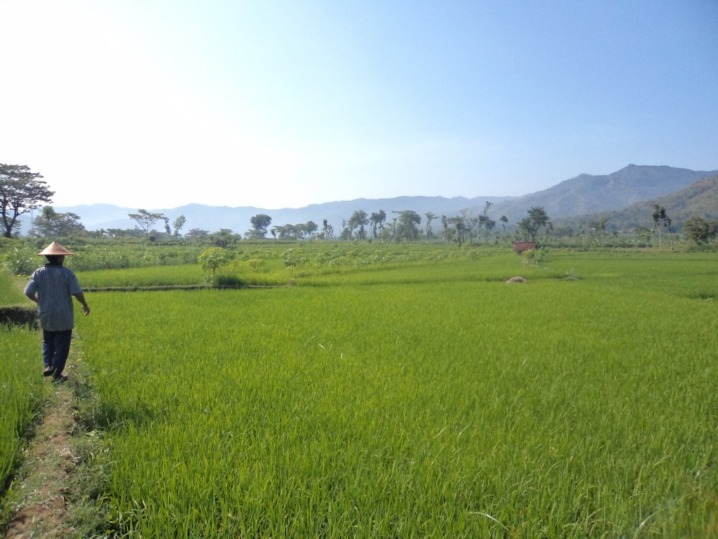 Lahan Pertanian di Kecamatan Giriwoyo, Wonogiri